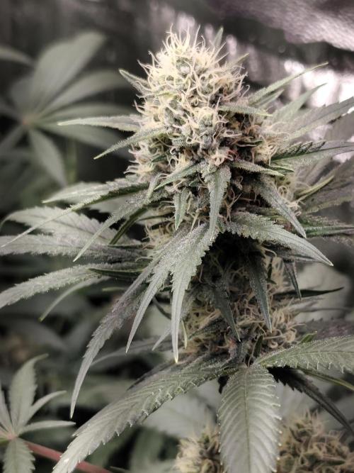 Spliff Seeds Gelato. Week 8