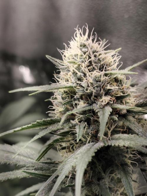 Spliff Seeds Gelato. Week 8
