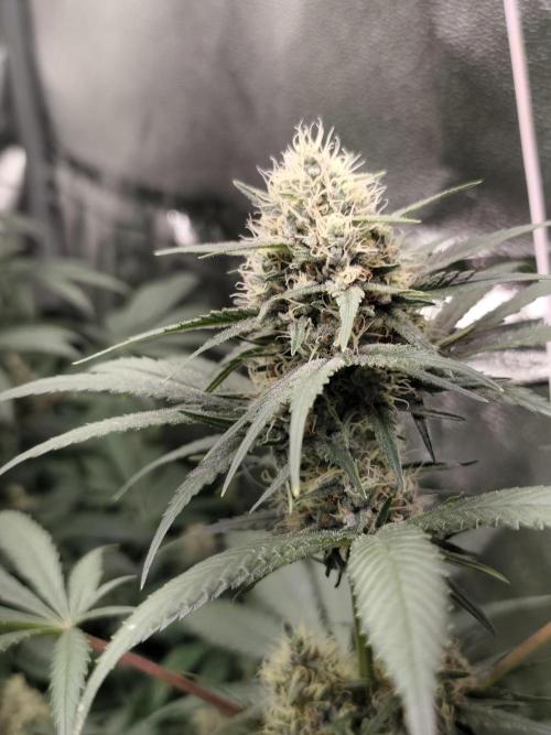 Spliff Seeds Gelato. Week 8