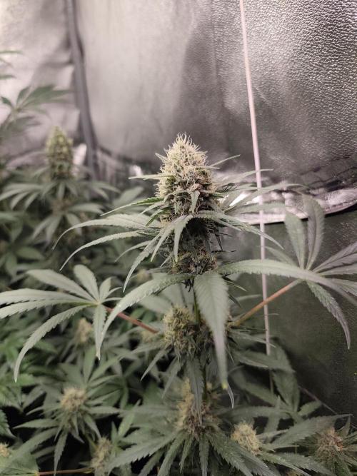 Spliff Seeds Gelato. Week 8