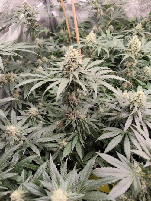 Spliff Seeds Gelato. Week 8