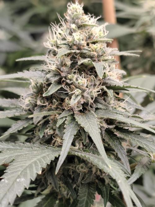 Spliff Seeds Gelato. Week 8