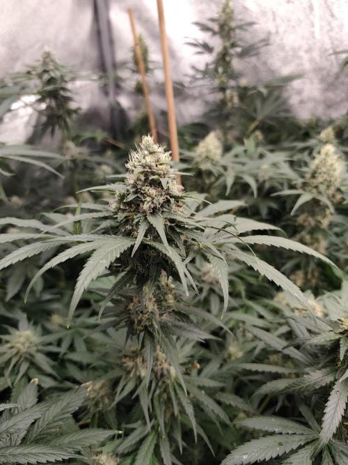 Spliff Seeds Gelato. Week 8