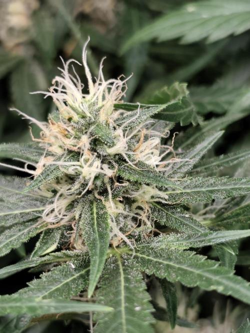 Purple Mintz 💜. Week 8
