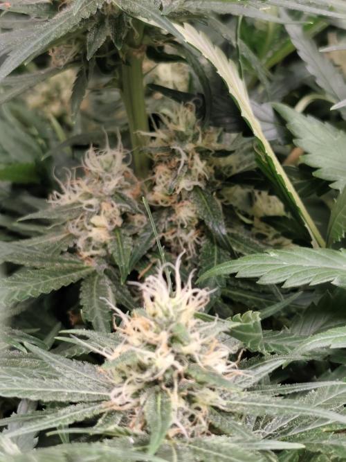 Purple Mintz 💜. Week 8