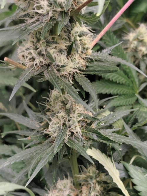 Purple Mintz 💜. Week 8
