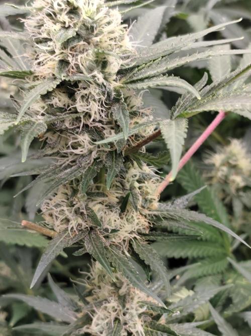 Purple Mintz 💜. Week 8