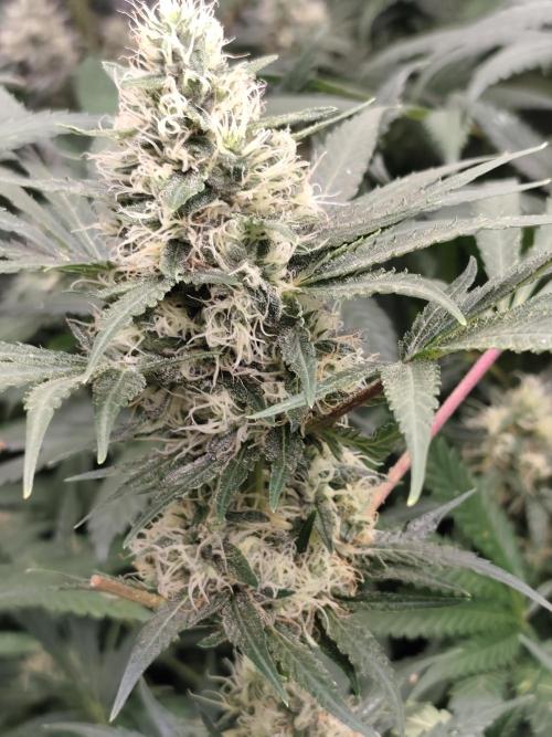 Purple Mintz 💜. Week 8