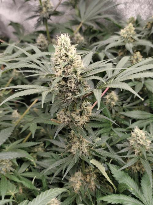 Purple Mintz 💜. Week 8