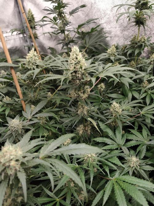 Purple Mintz 💜. Week 8