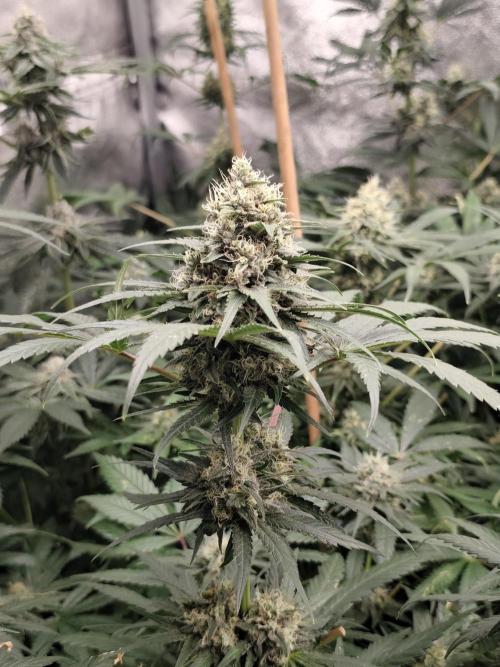 Purple Mintz 💜. Week 8