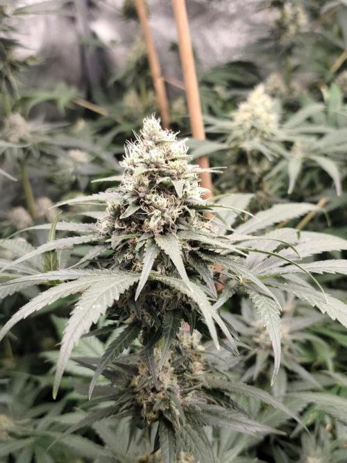 Purple Mintz 💜. Week 8