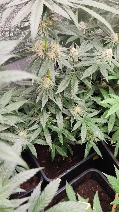 Sweetopia 🍭 paradise seeds