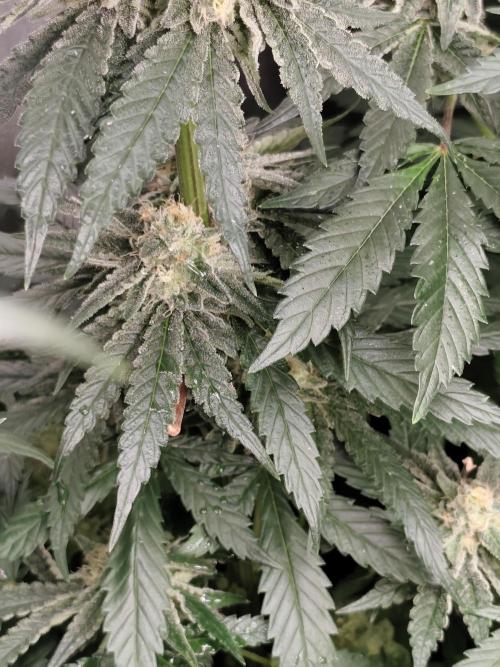 Sweetopia 🍭 paradise seeds. Week 8