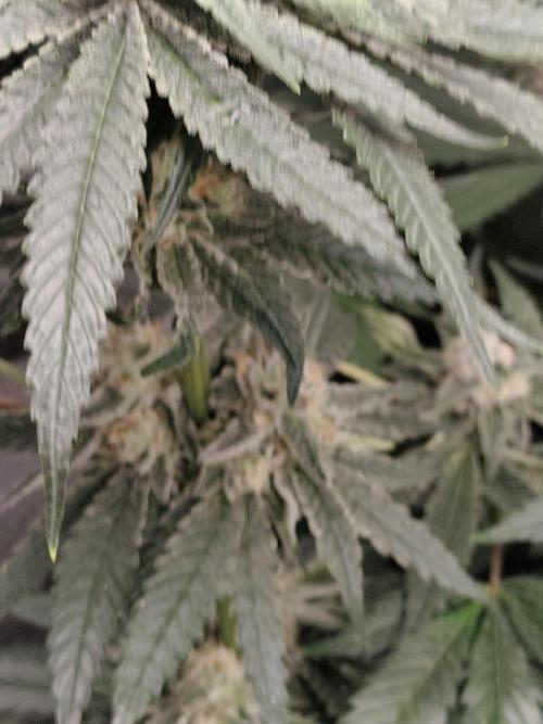 Sweetopia 🍭 paradise seeds. Week 8