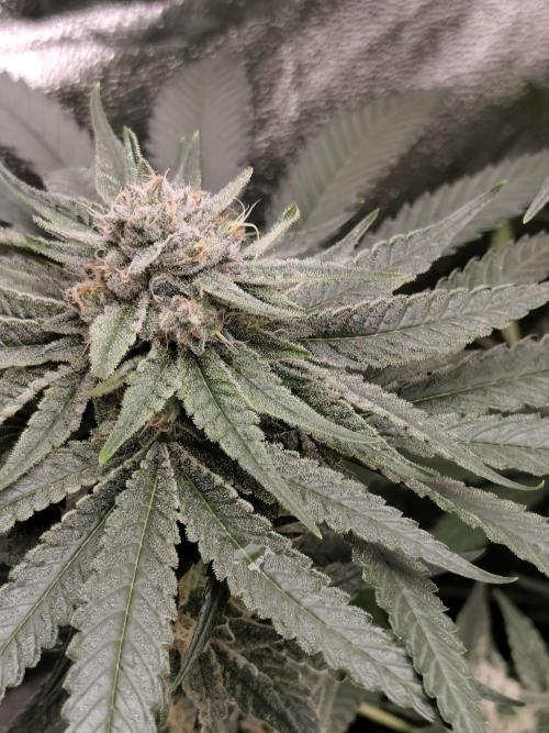 Sweetopia 🍭 paradise seeds. Week 8