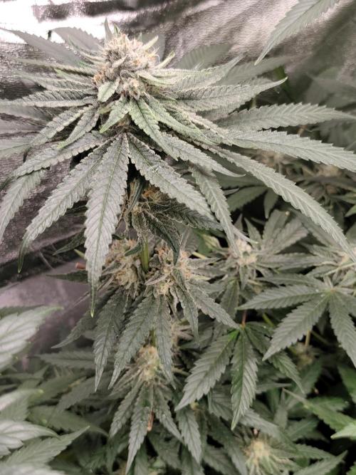 Sweetopia 🍭 paradise seeds. Week 8