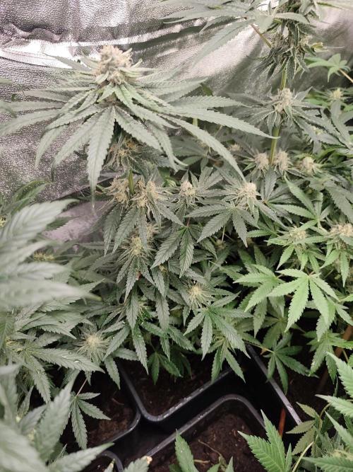 Sweetopia 🍭 paradise seeds. Week 8