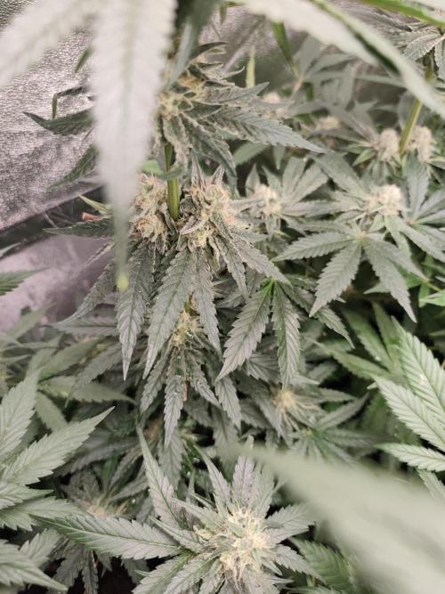Sweetopia 🍭 paradise seeds. Week 8