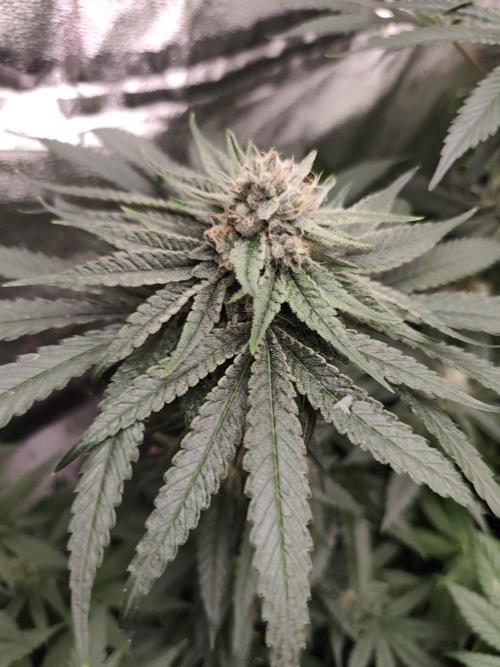 Sweetopia 🍭 paradise seeds. Week 8