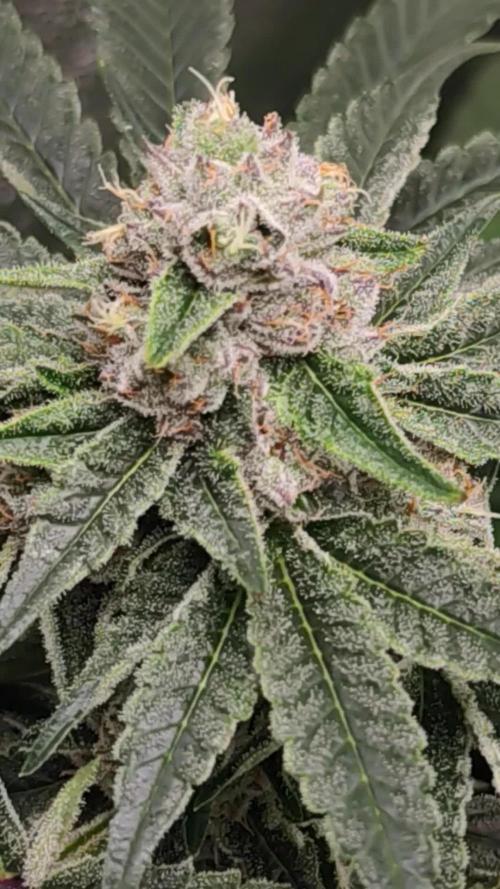 Seeds Genetics - 24K Kush