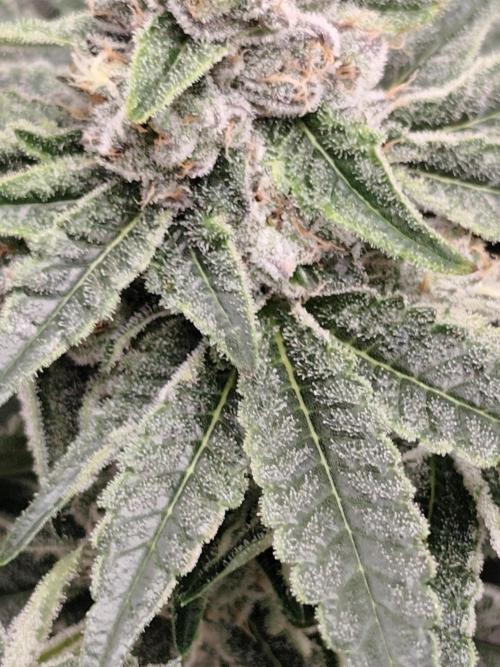 Seeds Genetics - 24K Kush. Week 8
