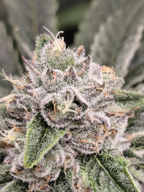 Seeds Genetics - 24K Kush. Week 8