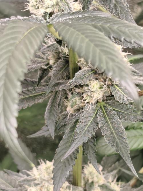 Seeds Genetics - 24K Kush. Week 8