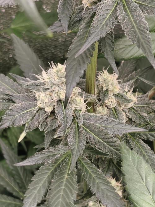 Seeds Genetics - 24K Kush. Week 8