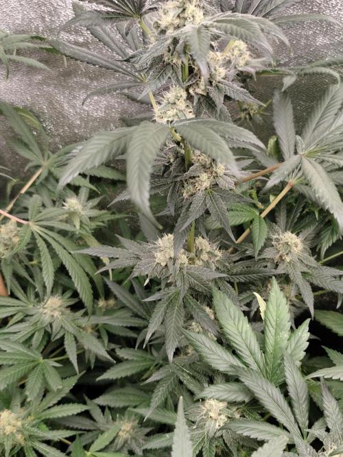 Seeds Genetics - 24K Kush. Week 8