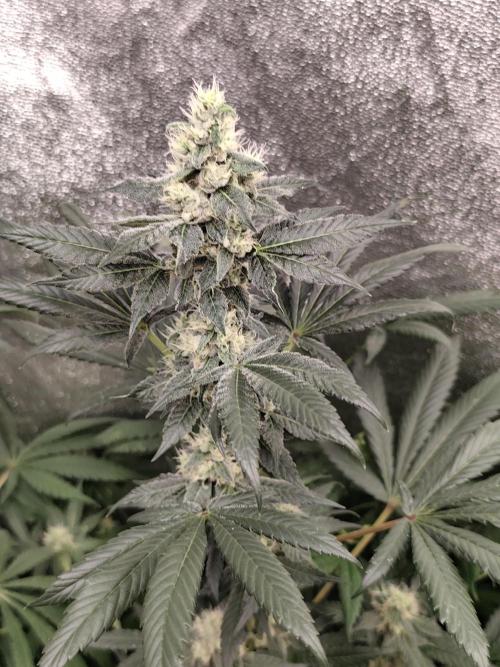 Seeds Genetics - 24K Kush. Week 8