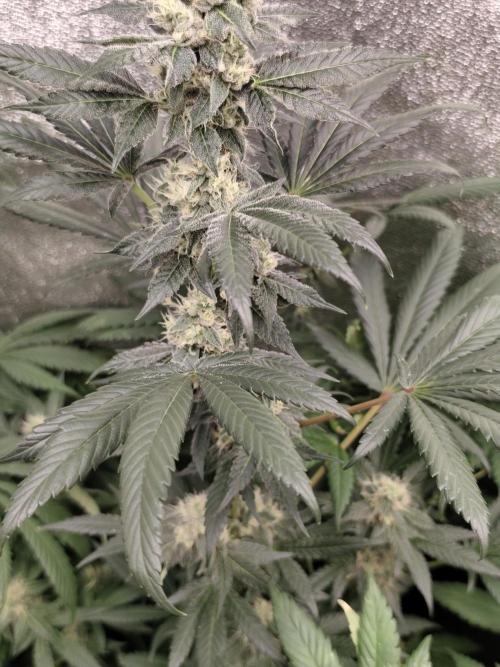 Seeds Genetics - 24K Kush. Week 8