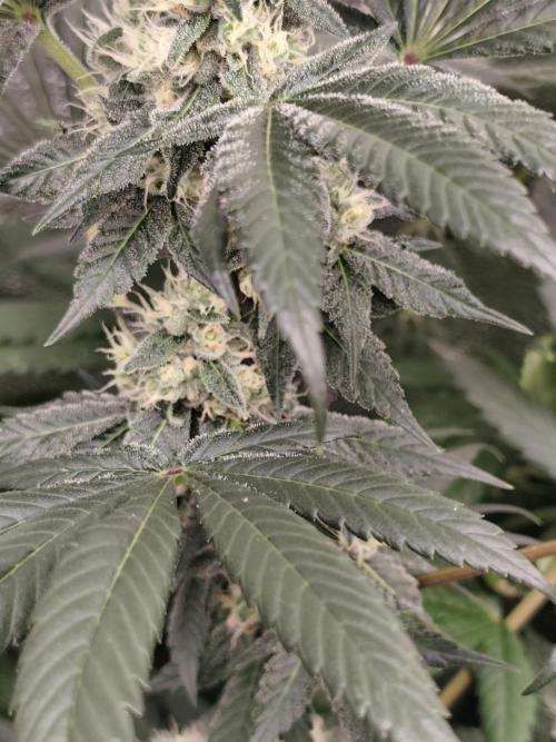 Seeds Genetics - 24K Kush. Week 8