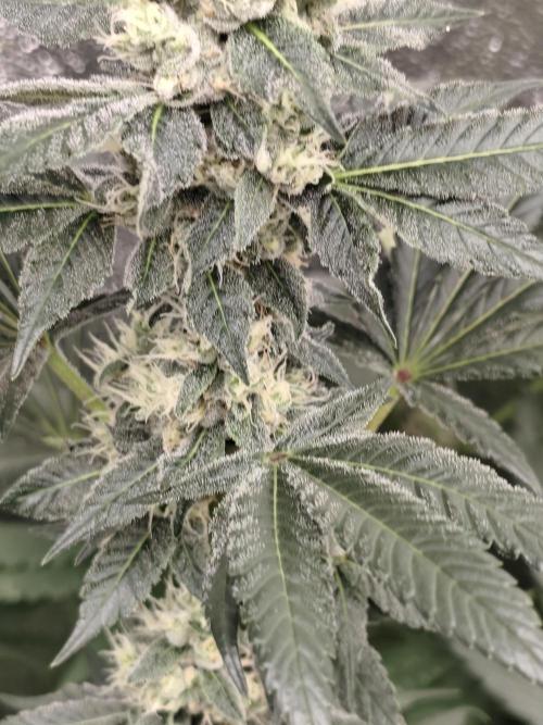 Seeds Genetics - 24K Kush. Week 8
