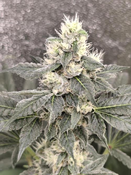 Seeds Genetics - 24K Kush. Week 8