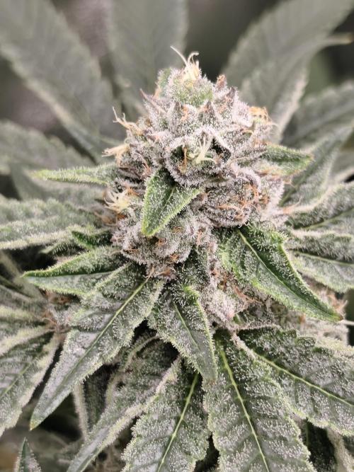 Seeds Genetics - 24K Kush. Week 8