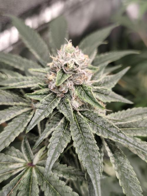 Seeds Genetics - 24K Kush. Week 8