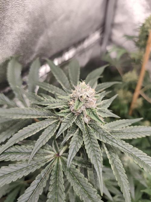 24K Feminized. Week 8