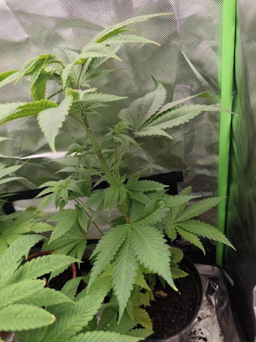 Durban Fruity - Serious Seeds. Week 4