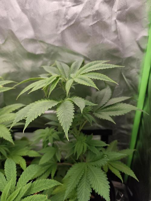 Durban Fruity - Serious Seeds. Week 4