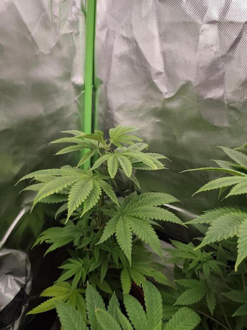 Durban Fruity - Serious Seeds. Week 4