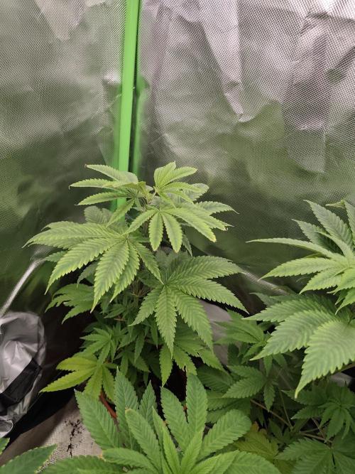 Durban Fruity - Serious Seeds. Week 4