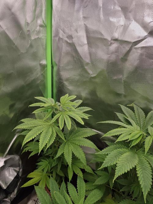 Durban Fruity - Serious Seeds. Week 4