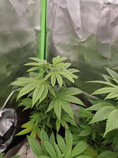 Durban Fruity - Serious Seeds. Week 4