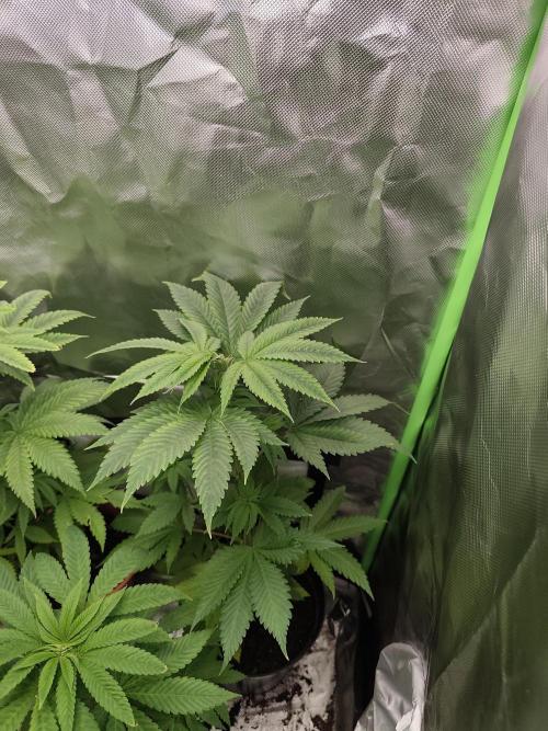 Durban Fruity - Serious Seeds. Week 4