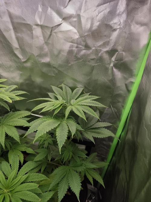 Durban Fruity - Serious Seeds. Week 4