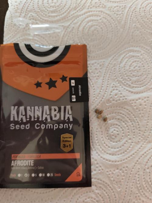 Kannabia seed - Afrodite. Week 0