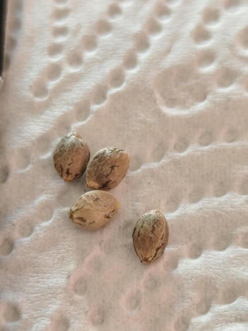 Kannabia seed - Afrodite. Week 0