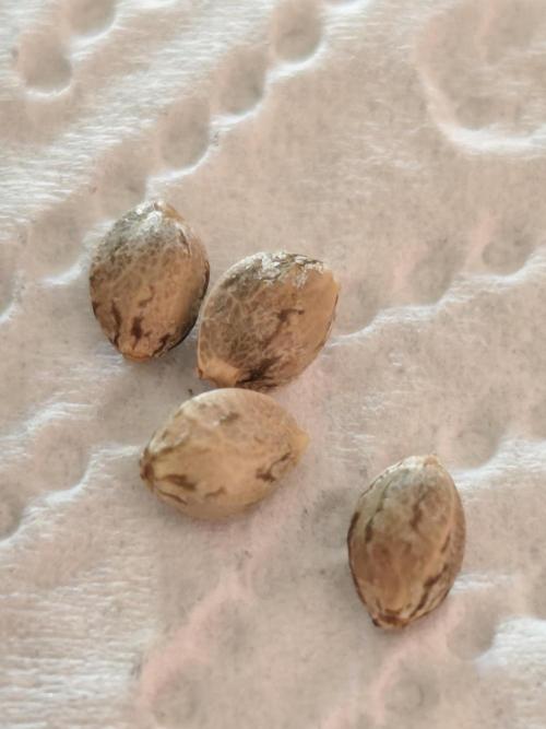 Kannabia seed - Afrodite. Week 0