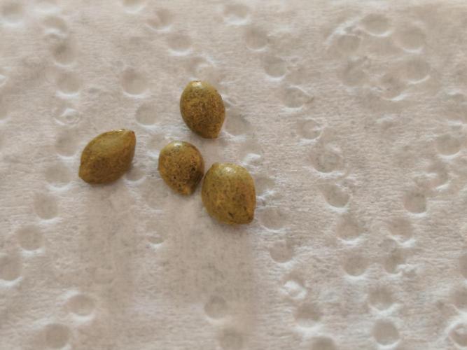 Kannabia seed - Appel Fritter Bio boost. Week 0